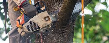 Best Hazardous Tree Removal  in Deschutes River Woods, OR