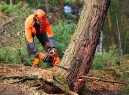 Best Arborist Consultation Services  in Deschutes River Woods, OR