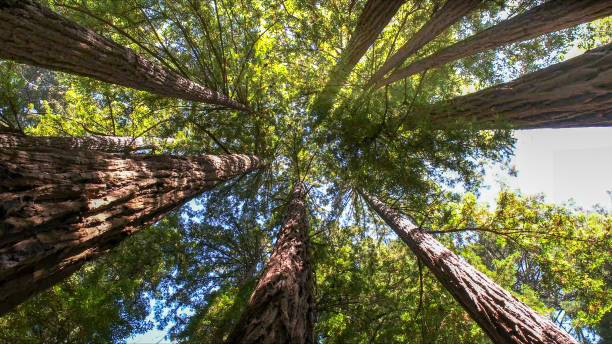 Best Root Management and Removal  in Deschutes River Woods, OR