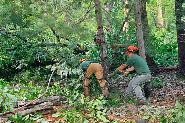 Best Tree Removal  in Deschutes River Woods, OR